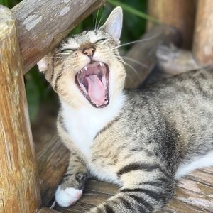 Meet your Posher, Abigail